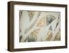 Shapes Through Petals 3-null-Framed Photographic Print