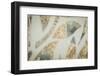Shapes Through Petals 3-null-Framed Photographic Print