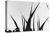 Shapes White On Black Blurred-Anthony Paladino-Stretched Canvas