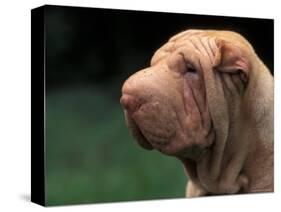 Shar Pei Face-Adriano Bacchella-Stretched Canvas