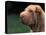 Shar Pei Face-Adriano Bacchella-Stretched Canvas