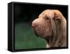 Shar Pei Face-Adriano Bacchella-Framed Stretched Canvas