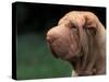 Shar Pei Face-Adriano Bacchella-Stretched Canvas