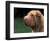 Shar Pei Face-Adriano Bacchella-Framed Premium Photographic Print