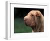 Shar Pei Face-Adriano Bacchella-Framed Premium Photographic Print