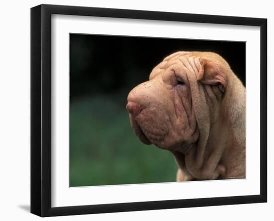 Shar Pei Face-Adriano Bacchella-Framed Photographic Print