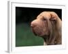 Shar Pei Face-Adriano Bacchella-Framed Photographic Print