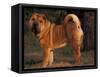 Shar Pei Portrait Showing the Curled Tail and Wrinkles on the Back-Adriano Bacchella-Framed Stretched Canvas