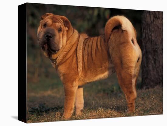 Shar Pei Portrait Showing the Curled Tail and Wrinkles on the Back-Adriano Bacchella-Stretched Canvas