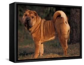 Shar Pei Portrait Showing the Curled Tail and Wrinkles on the Back-Adriano Bacchella-Framed Stretched Canvas