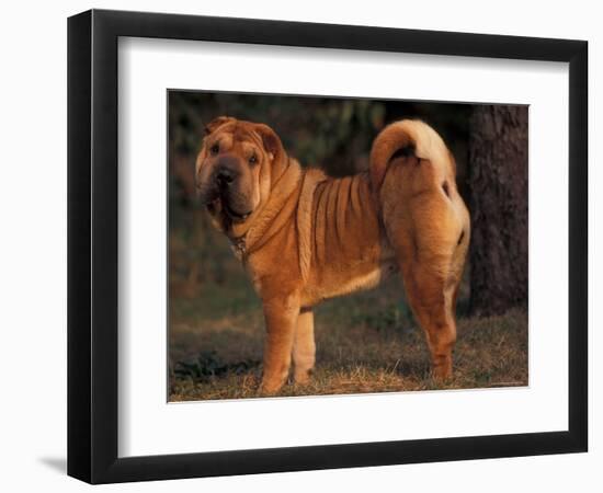 Shar Pei Portrait Showing the Curled Tail and Wrinkles on the Back-Adriano Bacchella-Framed Premium Photographic Print