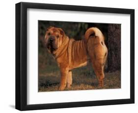 Shar Pei Portrait Showing the Curled Tail and Wrinkles on the Back-Adriano Bacchella-Framed Premium Photographic Print