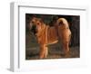 Shar Pei Portrait Showing the Curled Tail and Wrinkles on the Back-Adriano Bacchella-Framed Premium Photographic Print