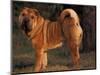 Shar Pei Portrait Showing the Curled Tail and Wrinkles on the Back-Adriano Bacchella-Mounted Premium Photographic Print