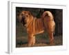 Shar Pei Portrait Showing the Curled Tail and Wrinkles on the Back-Adriano Bacchella-Framed Photographic Print