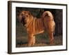 Shar Pei Portrait Showing the Curled Tail and Wrinkles on the Back-Adriano Bacchella-Framed Photographic Print