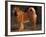 Shar Pei Portrait Showing the Curled Tail and Wrinkles on the Back-Adriano Bacchella-Framed Photographic Print