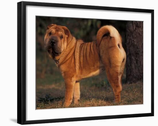 Shar Pei Portrait Showing the Curled Tail and Wrinkles on the Back-Adriano Bacchella-Framed Photographic Print