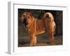 Shar Pei Portrait Showing the Curled Tail and Wrinkles on the Back-Adriano Bacchella-Framed Photographic Print