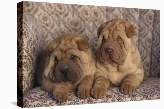 Shar-Pei Puppies Sitting in a Chair-DLILLC-Stretched Canvas