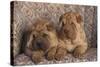 Shar-Pei Puppies Sitting in a Chair-DLILLC-Stretched Canvas