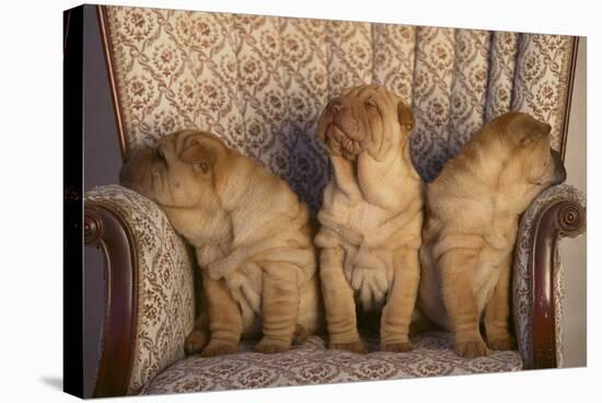 Shar-Pei Puppies Sitting in a Chair-DLILLC-Stretched Canvas