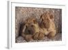 Shar-Pei Puppies Sitting in a Chair-DLILLC-Framed Photographic Print