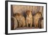 Shar-Pei Puppies Sitting in a Chair-DLILLC-Framed Photographic Print