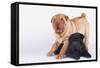 Shar-Pei Puppies-DLILLC-Framed Stretched Canvas