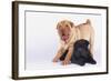 Shar-Pei Puppies-DLILLC-Framed Photographic Print