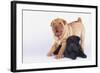 Shar-Pei Puppies-DLILLC-Framed Photographic Print