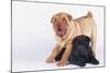 Shar-Pei Puppies-DLILLC-Mounted Photographic Print