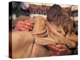 Shar Pei Puppy Lying on Its Back and Being Cuddled, Showing Excess Skin-Adriano Bacchella-Stretched Canvas