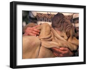 Shar Pei Puppy Lying on Its Back and Being Cuddled, Showing Excess Skin-Adriano Bacchella-Framed Photographic Print