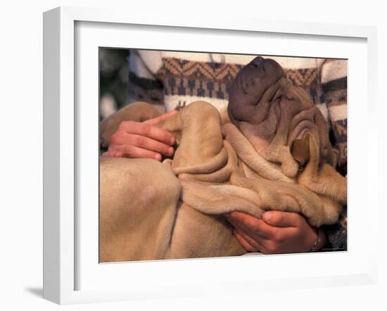 Shar Pei Puppy Lying on Its Back and Being Cuddled, Showing Excess Skin-Adriano Bacchella-Framed Photographic Print