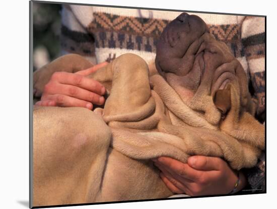 Shar Pei Puppy Lying on Its Back and Being Cuddled, Showing Excess Skin-Adriano Bacchella-Mounted Photographic Print