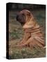 Shar Pei Puppy Sitting Down with Wrinkles on Back Clearly Visible-Adriano Bacchella-Stretched Canvas