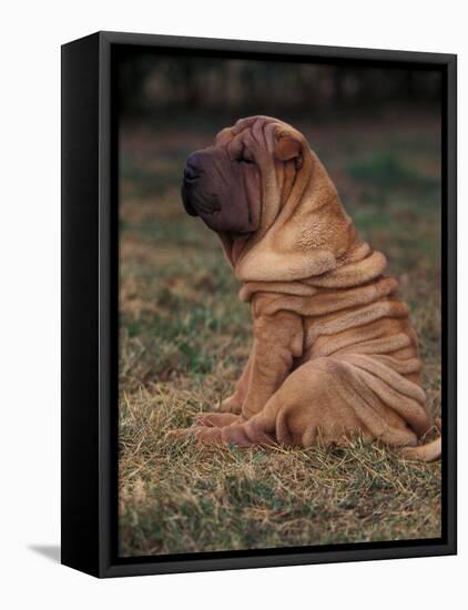 Shar Pei Puppy Sitting Down with Wrinkles on Back Clearly Visible-Adriano Bacchella-Framed Stretched Canvas