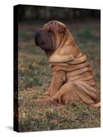 Shar Pei Puppy Sitting Down with Wrinkles on Back Clearly Visible-Adriano Bacchella-Stretched Canvas