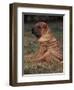 Shar Pei Puppy Sitting Down with Wrinkles on Back Clearly Visible-Adriano Bacchella-Framed Premium Photographic Print