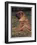 Shar Pei Puppy Sitting Down with Wrinkles on Back Clearly Visible-Adriano Bacchella-Framed Premium Photographic Print
