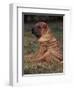 Shar Pei Puppy Sitting Down with Wrinkles on Back Clearly Visible-Adriano Bacchella-Framed Premium Photographic Print