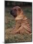 Shar Pei Puppy Sitting Down with Wrinkles on Back Clearly Visible-Adriano Bacchella-Mounted Premium Photographic Print