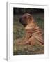 Shar Pei Puppy Sitting Down with Wrinkles on Back Clearly Visible-Adriano Bacchella-Framed Photographic Print