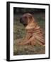 Shar Pei Puppy Sitting Down with Wrinkles on Back Clearly Visible-Adriano Bacchella-Framed Photographic Print