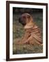 Shar Pei Puppy Sitting Down with Wrinkles on Back Clearly Visible-Adriano Bacchella-Framed Photographic Print