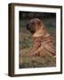 Shar Pei Puppy Sitting Down with Wrinkles on Back Clearly Visible-Adriano Bacchella-Framed Photographic Print