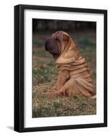 Shar Pei Puppy Sitting Down with Wrinkles on Back Clearly Visible-Adriano Bacchella-Framed Photographic Print