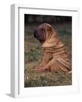 Shar Pei Puppy Sitting Down with Wrinkles on Back Clearly Visible-Adriano Bacchella-Framed Photographic Print