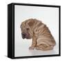 Shar Pei Puppy, Sitting Side View-null-Framed Stretched Canvas